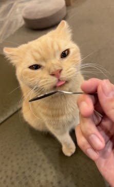 猫カフェモカ　渋谷公園通り店に投稿された画像（2024/8/7）