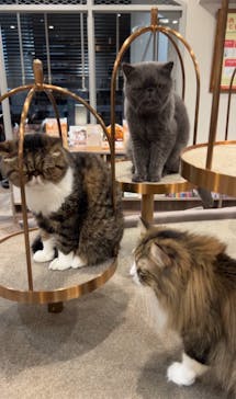 猫カフェモカ　渋谷公園通り店に投稿された画像（2024/8/7）