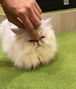 猫カフェモカ　アルシェ大宮店に投稿された画像（2024/8/9）