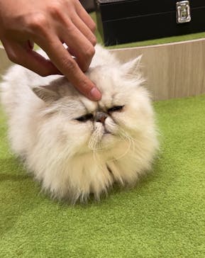 猫カフェモカ　アルシェ大宮店に投稿された画像（2024/8/9）