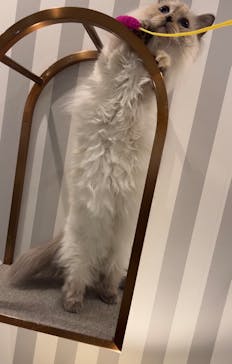 猫カフェモカ　アルシェ大宮店に投稿された画像（2024/8/9）