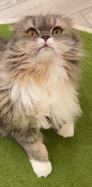 猫カフェモカ　アルシェ大宮店に投稿された画像（2024/8/9）