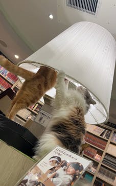 猫カフェモカ　アルシェ大宮店に投稿された画像（2024/8/9）