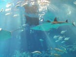 沖縄美ら海水族館に投稿された画像（2024/8/9）