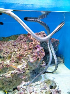 沖縄美ら海水族館に投稿された画像（2024/8/9）