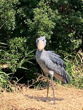 神戸どうぶつ王国に投稿された画像（2024/8/9）