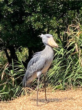 神戸どうぶつ王国に投稿された画像（2024/8/9）