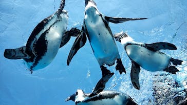 サンシャイン水族館に投稿された画像（2024/8/9）