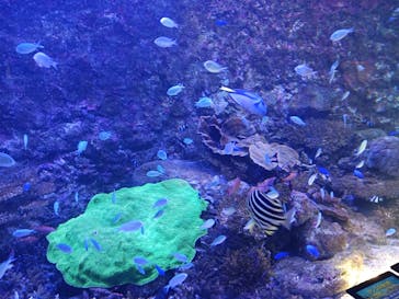 串本海中公園水族館に投稿された画像（2024/8/9）