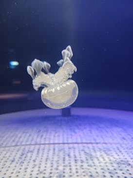 串本海中公園水族館に投稿された画像（2024/8/9）