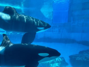 名古屋港水族館に投稿された画像（2024/8/9）