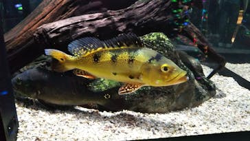 AQUARIUM × ART　atoa×felissimo chocolate museum（フェリシモ チョコレート ミュージアム）に投稿された画像（2024/8/9）