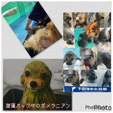 下田海中水族館に投稿された画像（2024/8/9）