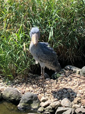 神戸どうぶつ王国に投稿された画像（2024/8/9）