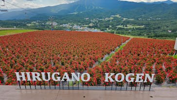 ひるがのピクニックガーデンに投稿された画像（2024/8/9）