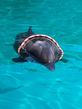 ゼロ距離水族館 伊勢シーパラダイスに投稿された画像（2024/8/9）
