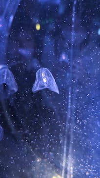 名古屋港水族館に投稿された画像（2024/8/9）