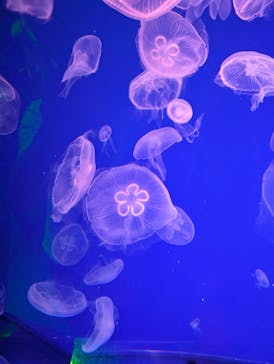 名古屋港水族館に投稿された画像（2024/8/9）