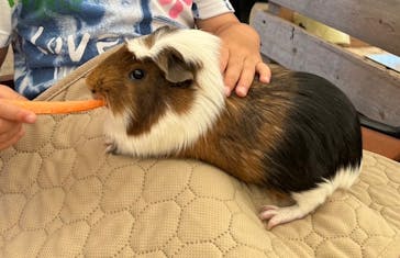 秋吉台自然動物公園 サファリランドに投稿された画像（2024/8/9）