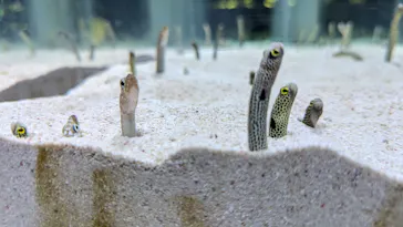 すみだ水族館に投稿された画像（2024/8/9）