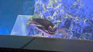 すみだ水族館に投稿された画像（2024/8/9）