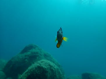 黄金崎ダイブセンターに投稿された画像（2024/8/9）