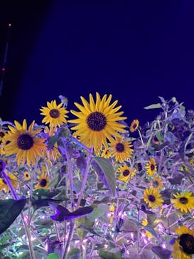 せんだい農業園芸センター　みどりの杜に投稿された画像（2024/8/9）