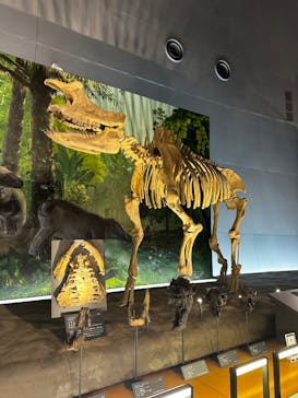 福井県立恐竜博物館に投稿された画像（2024/8/9）