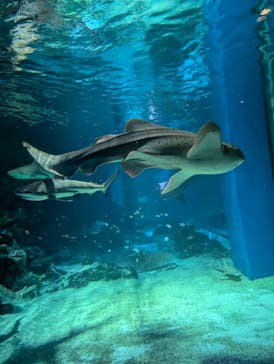 マクセル アクアパーク品川に投稿された画像（2024/8/9）