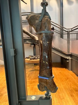 福井県立恐竜博物館に投稿された画像（2024/8/9）