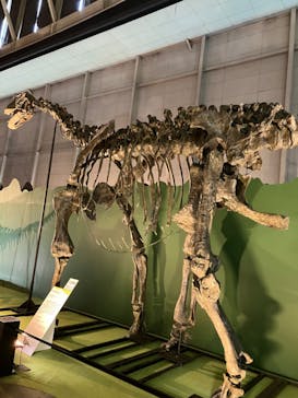 巨大恐竜展2024に投稿された画像（2024/8/9）