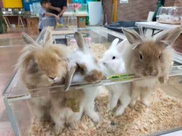 いきもの探検隊上尾に投稿された画像（2024/8/9）