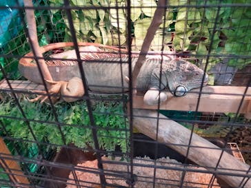 いきもの探検隊上尾に投稿された画像（2024/8/9）