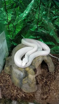 いきもの探検隊上尾に投稿された画像（2024/8/9）