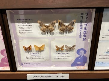 体感するファーブル昆虫展in横浜赤レンガ倉庫に投稿された画像（2024/8/9）
