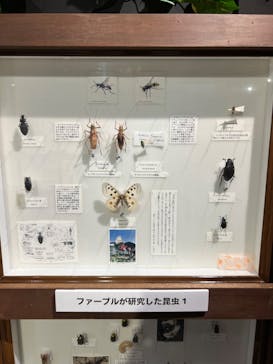 体感するファーブル昆虫展in横浜赤レンガ倉庫に投稿された画像（2024/8/9）