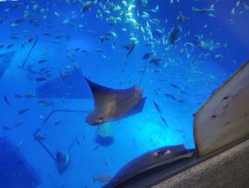 のとじま水族館に投稿された画像（2024/8/9）