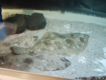 のとじま水族館に投稿された画像（2024/8/9）