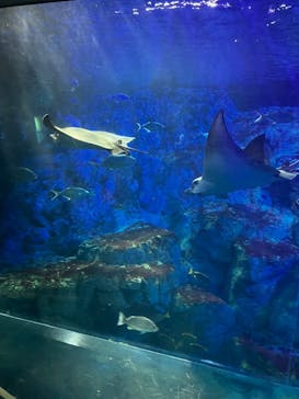 大分マリーンパレス水族館 「うみたまご」に投稿された画像（2024/8/10）