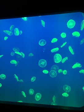 大分マリーンパレス水族館 「うみたまご」に投稿された画像（2024/8/10）