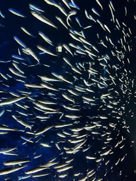 大分マリーンパレス水族館 「うみたまご」に投稿された画像（2024/8/10）