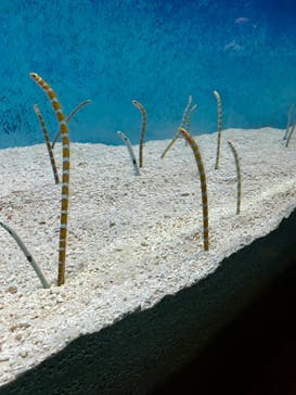 大分マリーンパレス水族館 「うみたまご」に投稿された画像（2024/8/10）