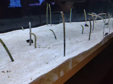 すみだ水族館に投稿された画像（2024/8/10）