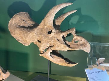 巨大恐竜展2024に投稿された画像（2024/8/10）