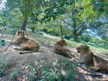 秋吉台自然動物公園 サファリランドに投稿された画像（2024/8/10）