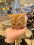 猫カフェモカ　イオンモール羽生店に投稿された画像（2024/8/10）