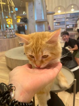 猫カフェモカ　イオンモール羽生店に投稿された画像（2024/8/10）