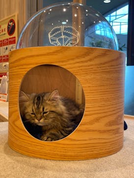 猫カフェモカ　イオンモール羽生店に投稿された画像（2024/8/10）