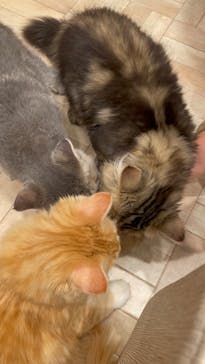 猫カフェモカ　イオンモール羽生店に投稿された画像（2024/8/10）