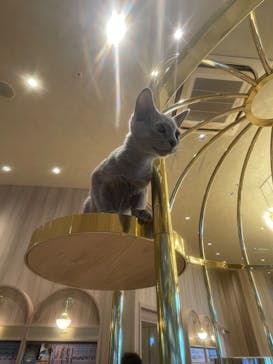 猫カフェモカ　イオンモール羽生店に投稿された画像（2024/8/10）
